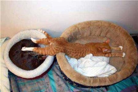 chat s'étirent
