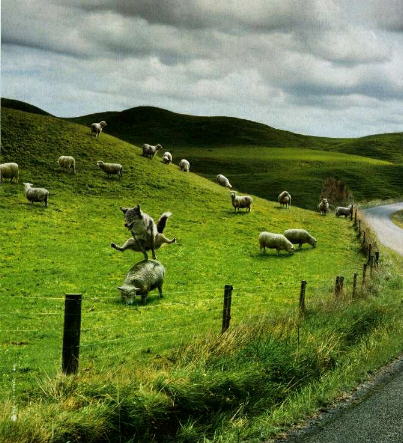 Saute mouton