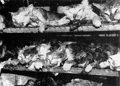 MASSACRE DE CHA