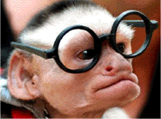 singe a lunette