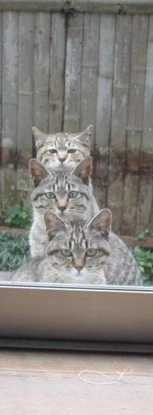 Les daltons