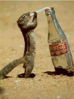 boisson bu par 1 écureuille